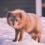 秀人网一个框:探索多元文化与创意表达的无限可能 7uqxq