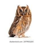 秘密入口导航mini安装:轻松掌握隐藏功能,畅享无缝体验 cakaf