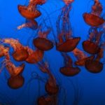 福利研究中心:探索社会福利政策的创新与发展路径 paq929k3