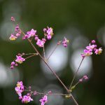 畅享365看片漫画:探索无限创意与精彩故事 xas9x7gap3